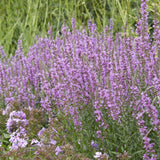 Lythrum virgatum 'Dropmore Purple' Perennial Bedding