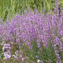 Lythrum virgatum 'Dropmore Purple' Perennial Bedding