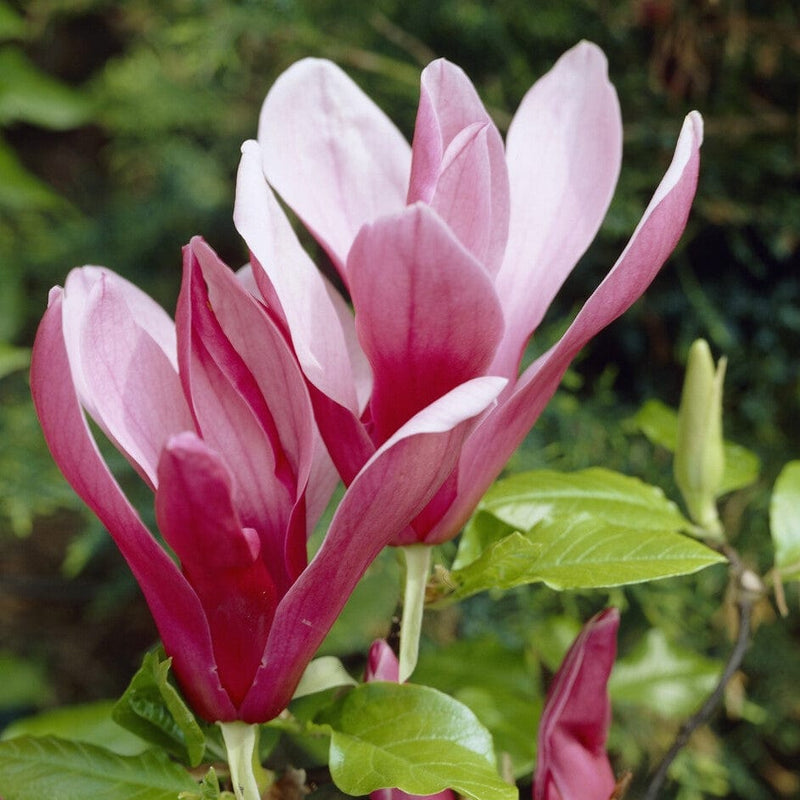 Black Lily Magnolia | Magnolia liliiflora 'Nigra' Ornamental Trees