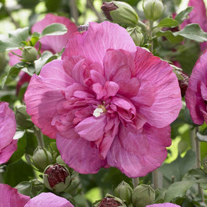 Patio Hibiscus Tree | Hibiscus syriacus 'Magenta Chiffon'® Shrubs
