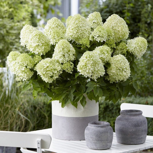 Hydrangea paniculata 'Little Spooky' Shrubs