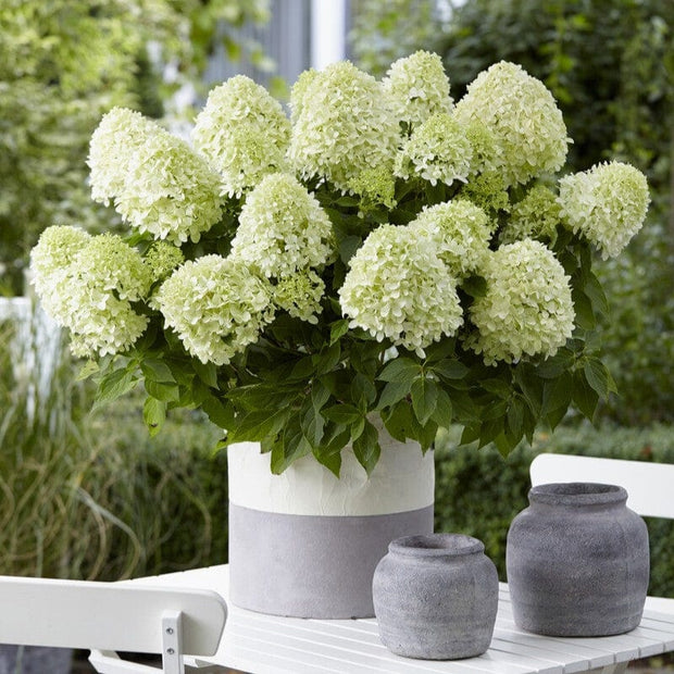Hydrangea paniculata 'Little Spooky' Shrubs