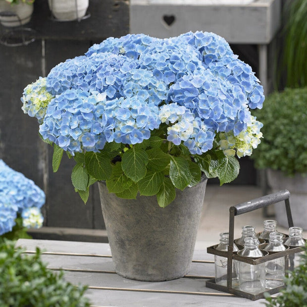 Premium Plant in a 5L Pot Shrubs