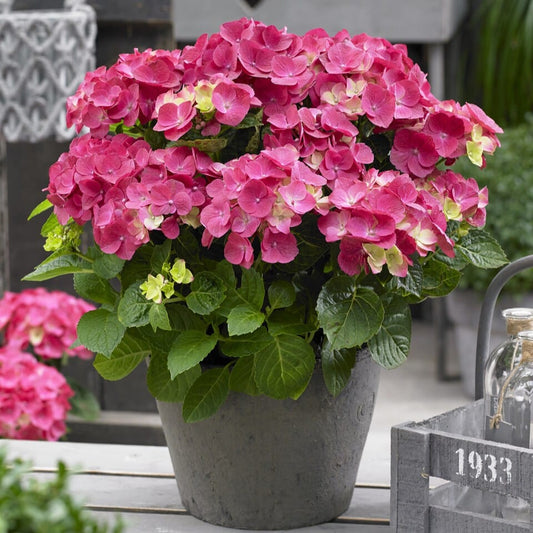 Hydrangea macrophylla 'Forever & Ever Red' Shrubs