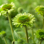 Echinacea 'Green Woodpecker'