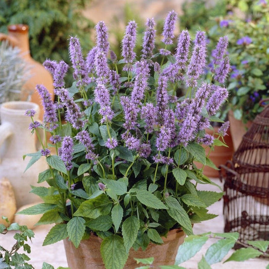 Agastache 'Blue Fortune' | Mexican giant hyssop Perennial Bedding