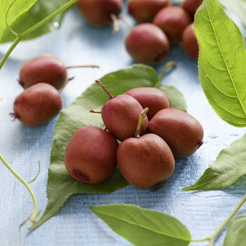 'Ken's Red' Hardy Kiwi Plant Soft Fruit