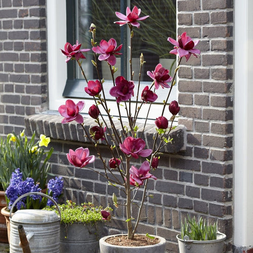 Magnolia Tree Gift Gift Option