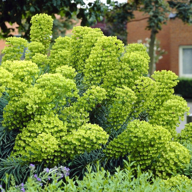 Euphorbia characias subsp. wulfenii Perennial Bedding