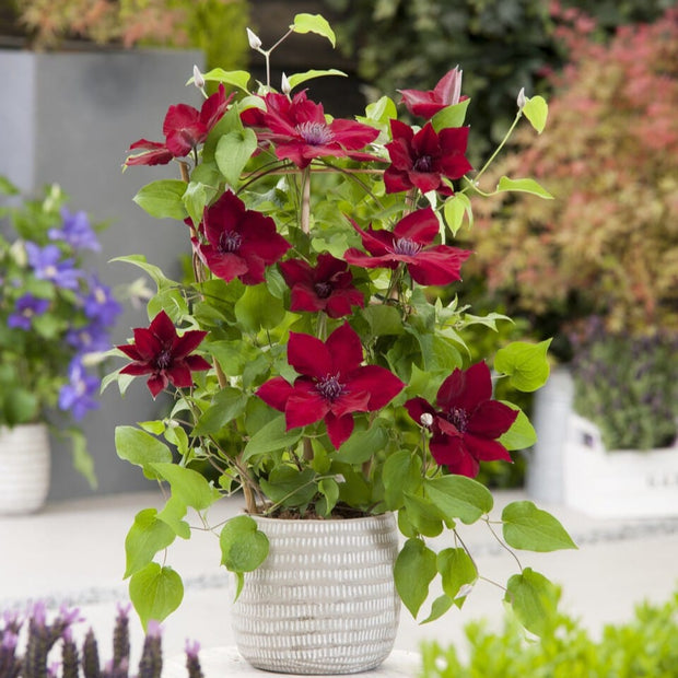 Clematis 'Nubia' Climbing Plants