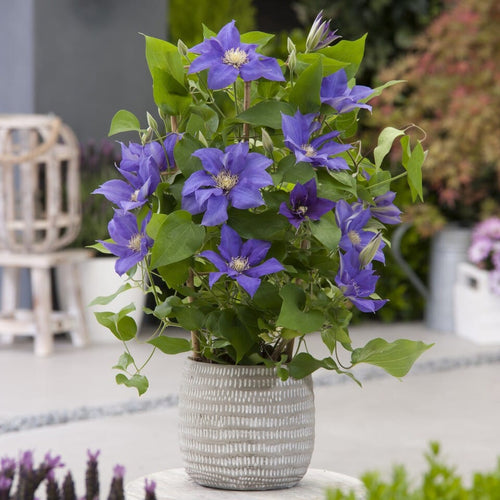 Clematis 'Olympia' Climbing Plants
