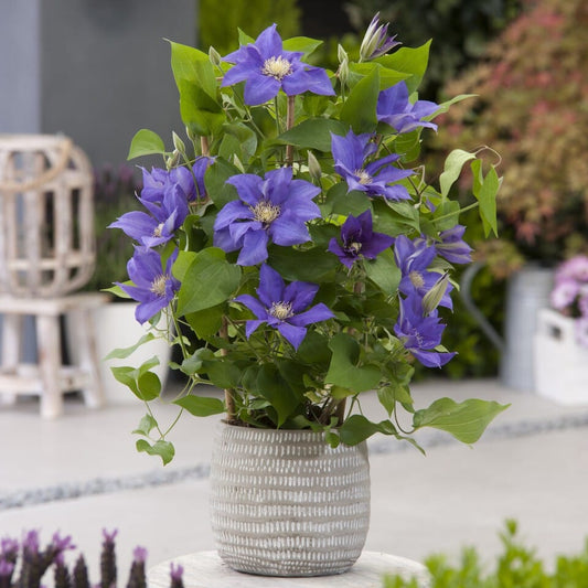 Clematis 'Olympia' Climbing Plants