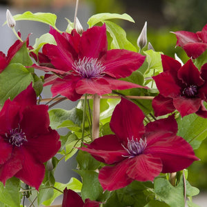 Clematis 'Nubia' Climbing Plants