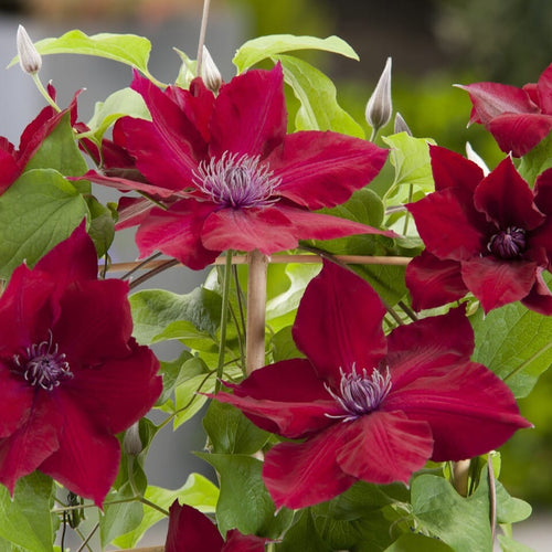 Clematis 'Nubia' Climbing Plants