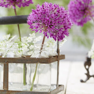 Allium 'Purple Sensation' Perennial Bedding