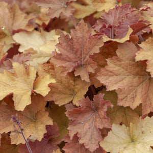 Heuchera 'Caramel' Perennial Bedding