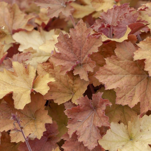 Heuchera 'Caramel' Perennial Bedding