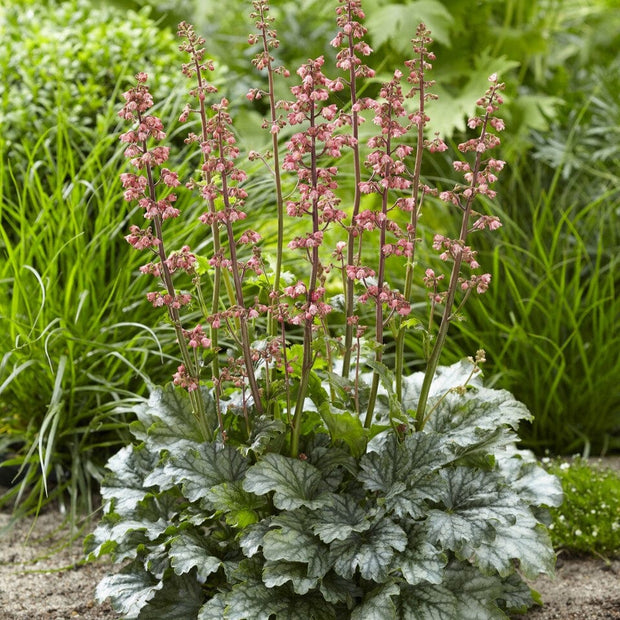 Heuchera 'Paris' Perennial Bedding