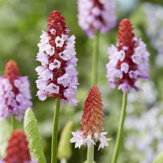 Orchid Primrose | Primula vialii Perennial Bedding