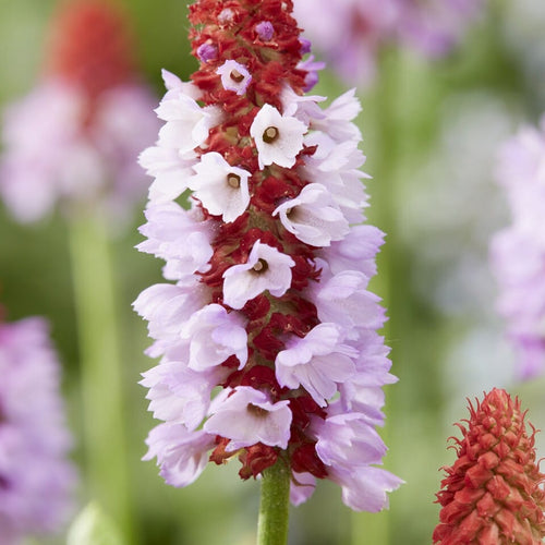 Orchid Primrose | Primula vialii Perennial Bedding