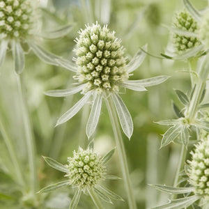 Sea Holly | Eryngium 'Magical Silver' Perennial Bedding