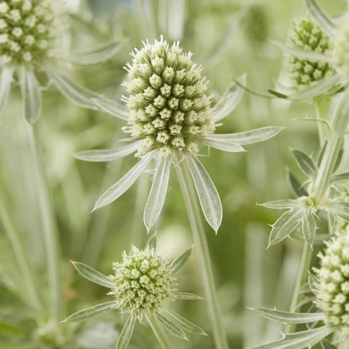 Sea Holly | Eryngium 'Magical Silver' Perennial Bedding