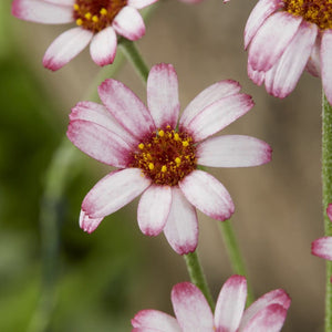 Moroccan Daisy | Rhodanthemum 'Marrakech' Perennial Bedding