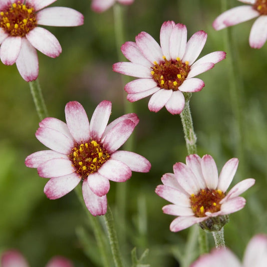 Moroccan Daisy | Rhodanthemum 'Marrakech' Perennial Bedding