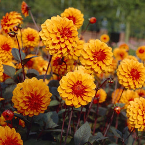 Dahlia 'David Howard' Perennial Bedding