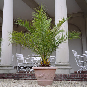 Canary Island Date Palm | Phoenix canariensis Shrubs