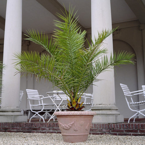 Canary Island Date Palm | Phoenix canariensis Shrubs