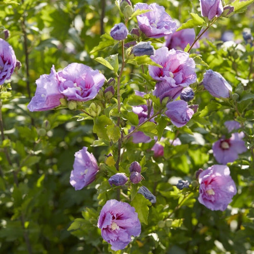 Hibiscus 'Lavender Chiffon' Shrubs