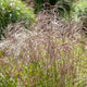 Miscanthus sinensis 'Flamingo' Perennial Bedding