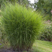 Miscanthus sinensis 'Gracillimus' Perennial Bedding
