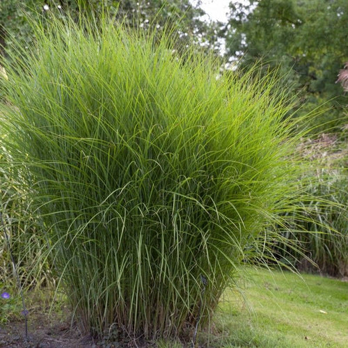 Miscanthus sinensis 'Gracillimus' Perennial Bedding
