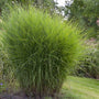 Miscanthus sinensis 'Gracillimus' Perennial Bedding