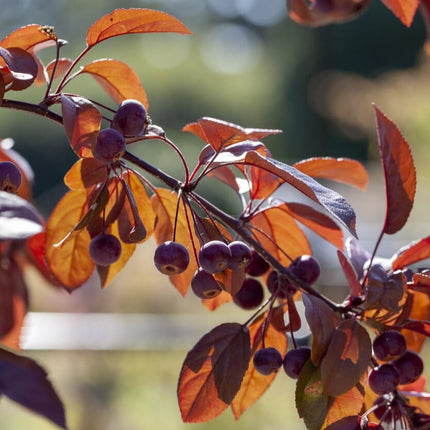 'Scarlett' Crabapple Tree Fruit Trees