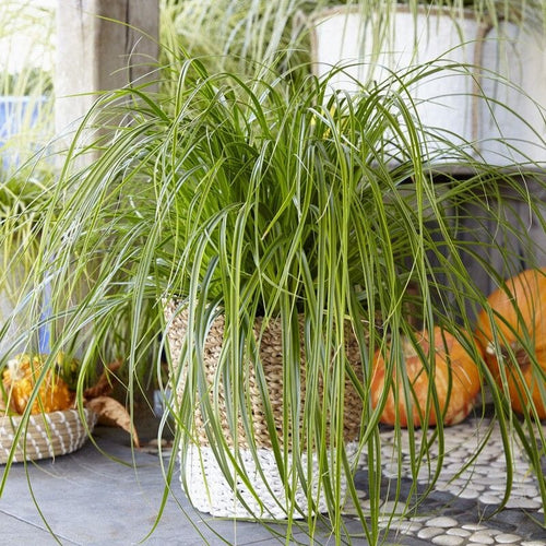 Japanese Sedge | Carex oshimensis 'Everlime' Perennial Bedding