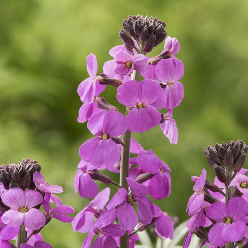 Perennial Wallflower | Erysimum 'Bowles's Mauve' Perennial Bedding