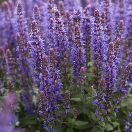 Salvia 'Sensation Deep Blue' Perennial Bedding