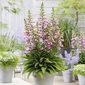 Pink Foxglove | Digitalis 'Lucas Pink' Perennial Bedding
