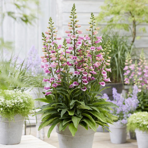 Pink Foxglove | Digitalis 'Lucas Pink' Perennial Bedding