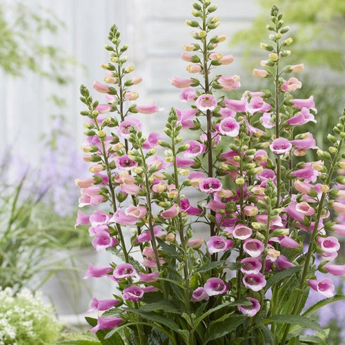 Pink Foxglove | Digitalis 'Lucas Pink' Perennial Bedding