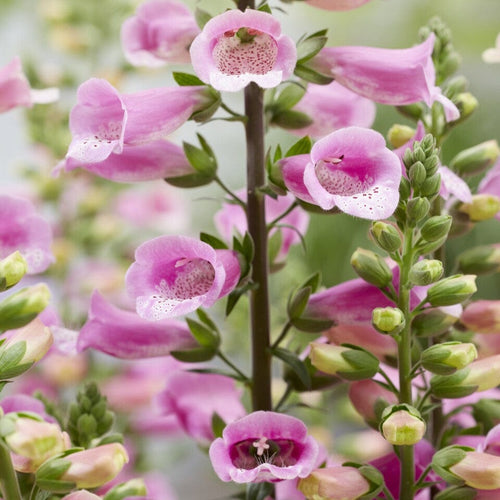Pink Foxglove | Digitalis 'Lucas Pink' Perennial Bedding
