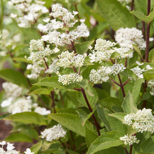 Hydrangea paniculata 'Early Harry' Shrubs