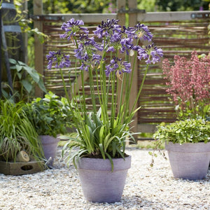 Agapanthus 'Poppin Purple' | 3L Perennial Bedding