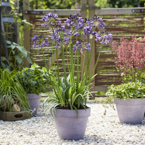 Agapanthus 'Poppin Purple' | 3L Perennial Bedding