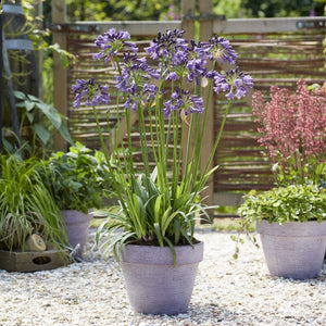 Agapanthus 'Poppin Purple' | 7.5L Perennial Bedding