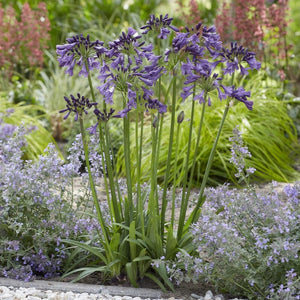 Agapanthus 'Poppin Purple' | 7.5L Perennial Bedding