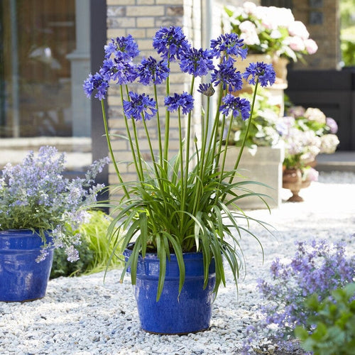 Agapanthus 'Blue Thunder' Perennial Bedding